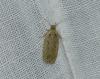 Agonopterix sp.